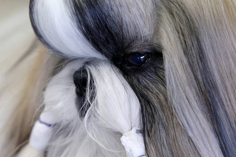 Cody, um Shih Tzu que viajou junto com sua dona da Flórida até Nova York, aguarda sua vez de competir durante o 141° Dog Show
