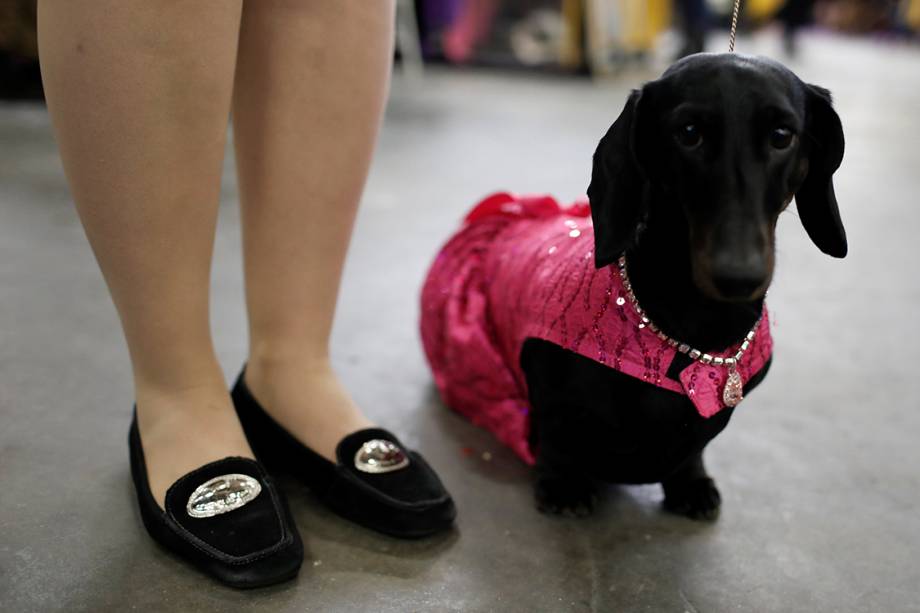 Diamond, um Dachshund, veste roupinha canina e joias enquanto aguarda por concurso de beleza no 141° Dog Show, em Nova York, Estados Unidos