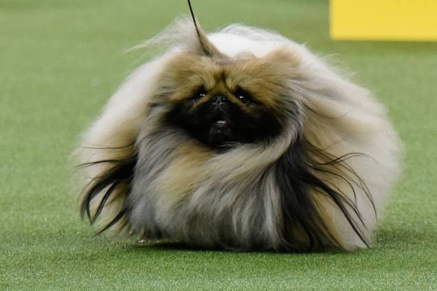 Pequinês vence prêmio em umas das competições da 141ª edição do Dog Show em Nova York Pequinês vence prêmio em umas das competições da 141ª edição do Dog Show em Nova York