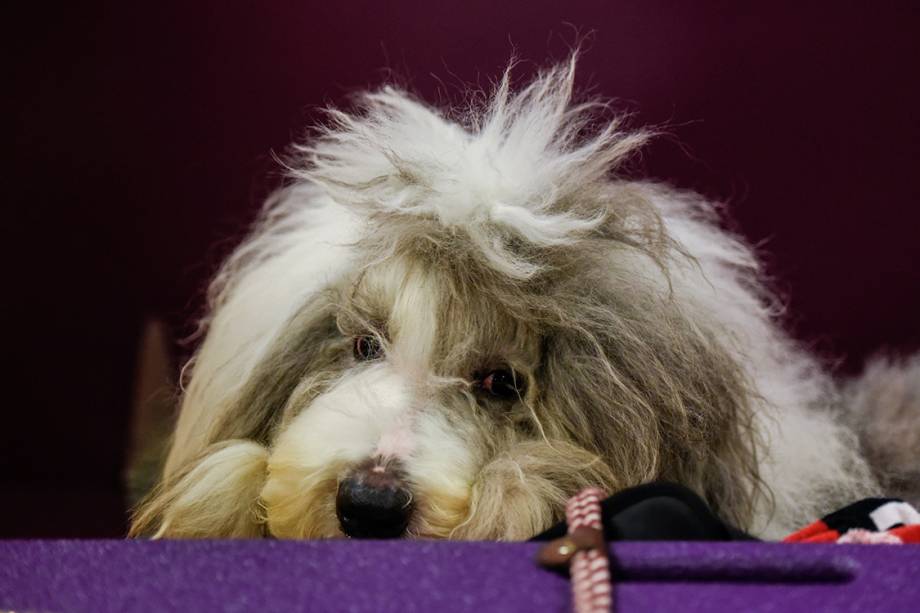 Cachorro aguarda sua vez de competir durante evento de exposição de cachorros, o Dog Show, que acontece anualmente em Nova York
