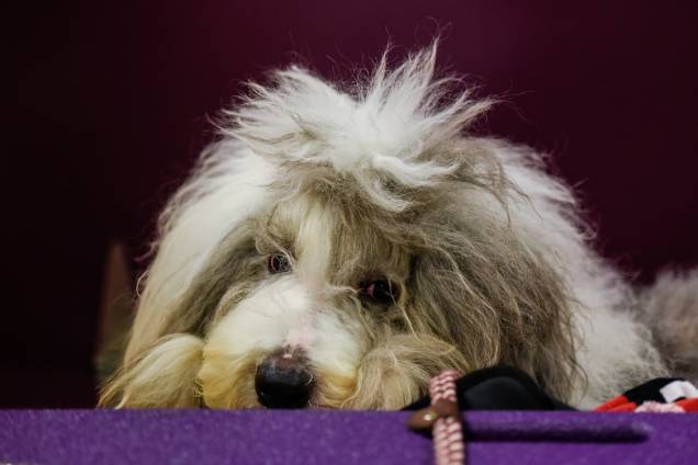 Cachorro aguarda sua vez de competir durante evento de exposição de cachorros, o Dog Show, que acontece anualmente em Nova York Cachorro aguarda sua vez de competir durante evento de exposição de cachorros, o Dog Show, que acontece anualmente em Nova York