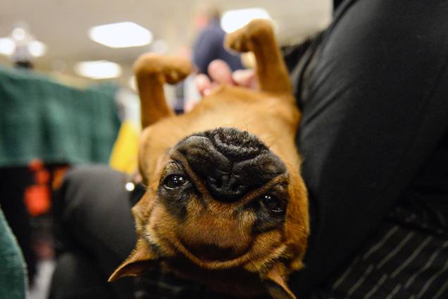 Bulldog Francês relaxa no colo de seu dono durante 141ª edição do evento anual Dog Show, em Nova York Bulldog Francês relaxa no colo de seu dono durante 141ª edição do evento anual Dog Show, em Nova York