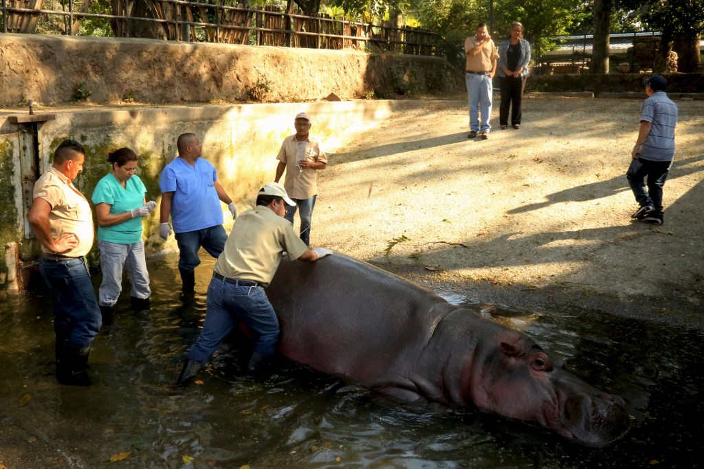 Hipopótamo é atacado em zoológico de El Salvador