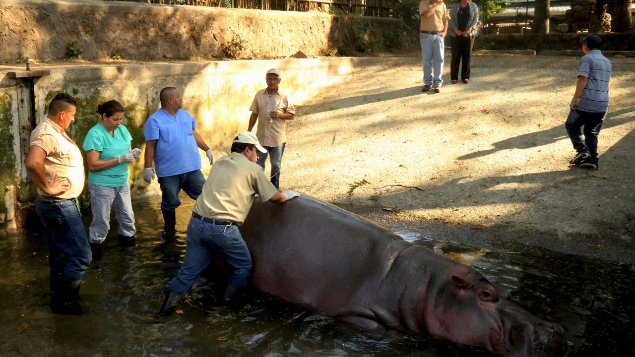 Hipopótamo é atacado em zoológico de El Salvador