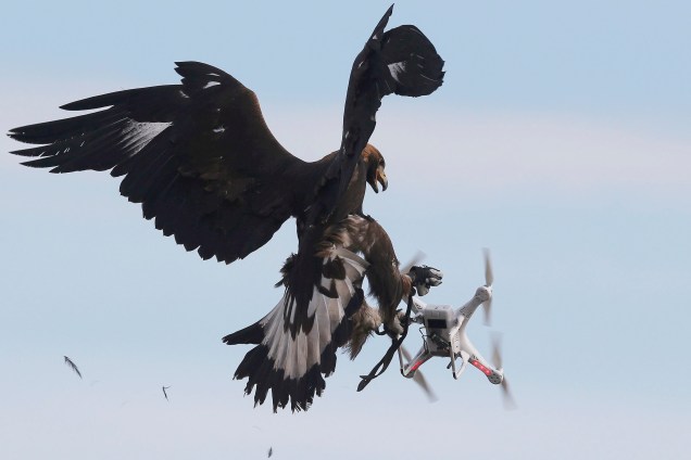 Uma águia-dourada captura um drone durante treinamento militar n<span>a base aérea francesa de Mont-de-Marsan</span> - 10/20/2017