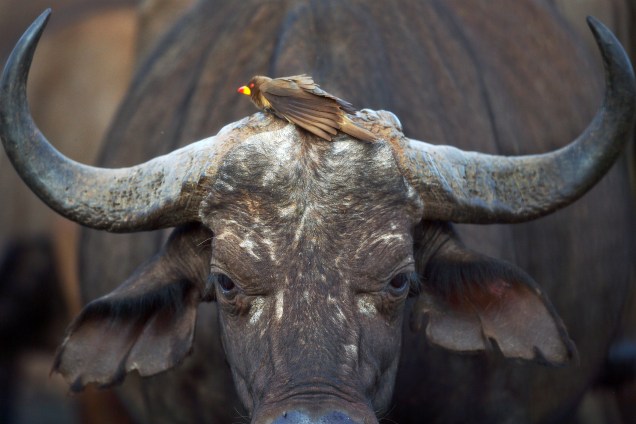 Um pica-boi-de-bico-vermelho pousa sobre a cabeça de um búfalo no parque nacional ocidental de Tsavo, no Quênia
