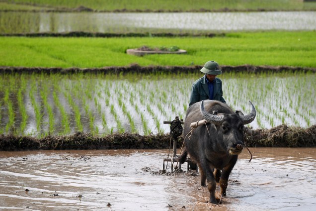 Agricultor usa um búfalo para preparar o solo para o plantio de arroz em um arrozal nos arredores de Hanói, no Vietnã - 16/02/2017
