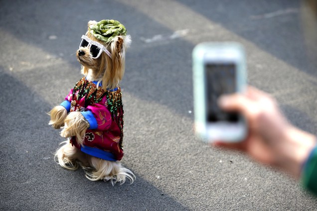 Cachorro de óculos escuros e roupa é fotografado pouco antes do desfile de Outono/Inverno da grife Gucci, na Fashion Week de Milão, Itália- 22/02/2017
