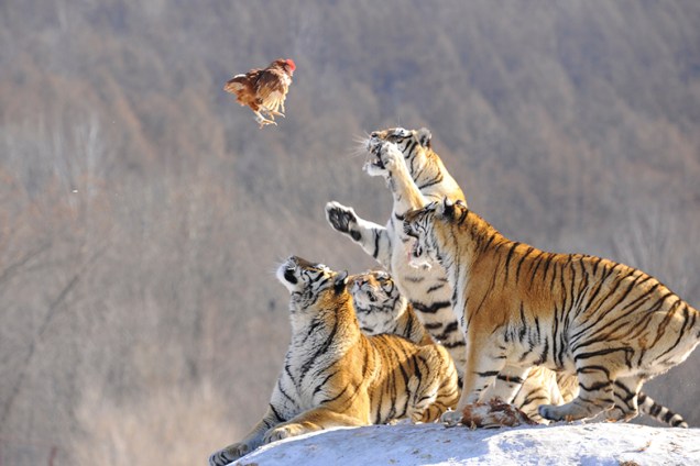 Tigres siberianos se preparam para atacar presa em um retiro de procriação de tigres em Mudanjiang, China - 10/02/2017