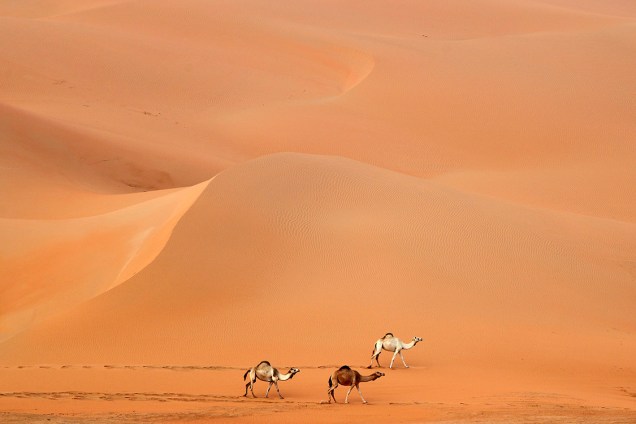 Camelos atravessas o deserto de Rimah nos Emirados Árabes - 27/02/2017