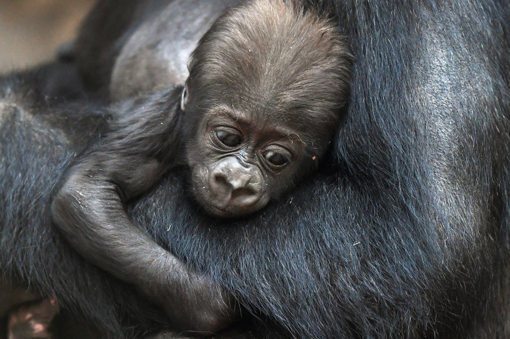 Filhote de gorila em zoo na Alemanha