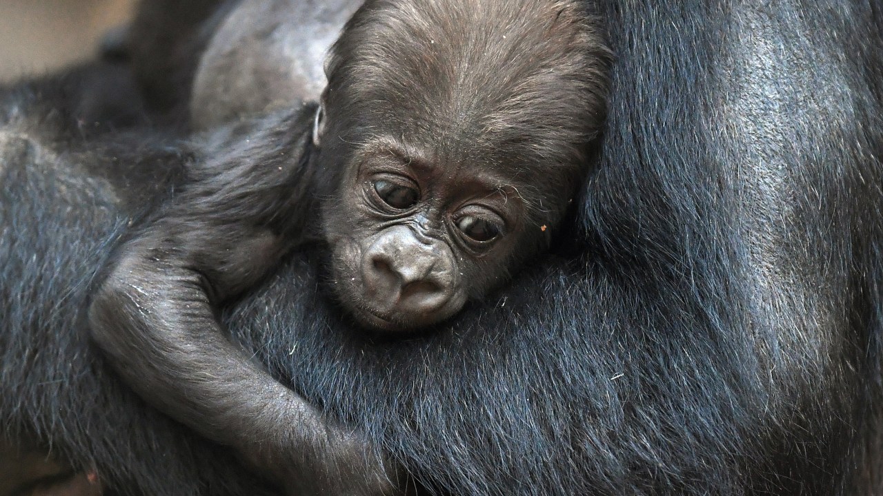 Filhote de gorila em zoo na Alemanha