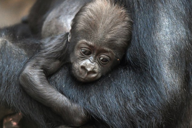A mamãe gorila Kibara segura seu filhote Kianga, nascida em dezembro do ano passado, no zoológico de Leipzig, leste da Alemanha - 16/02/2017