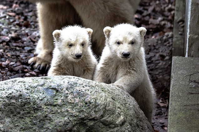 Filhotes de urso polar acompanhados da mãe no zoológico de Aalborg, Dinamarca - 22/02/2017