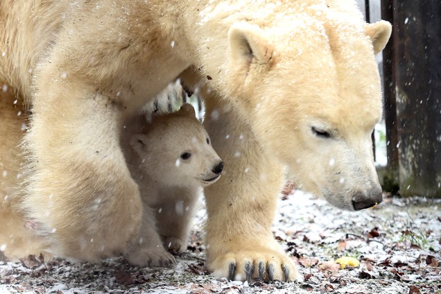 Filhote de urso polar se protege embaixo de sua mãe em zoológico de Mulhouse, leste da França - 10/02/2017