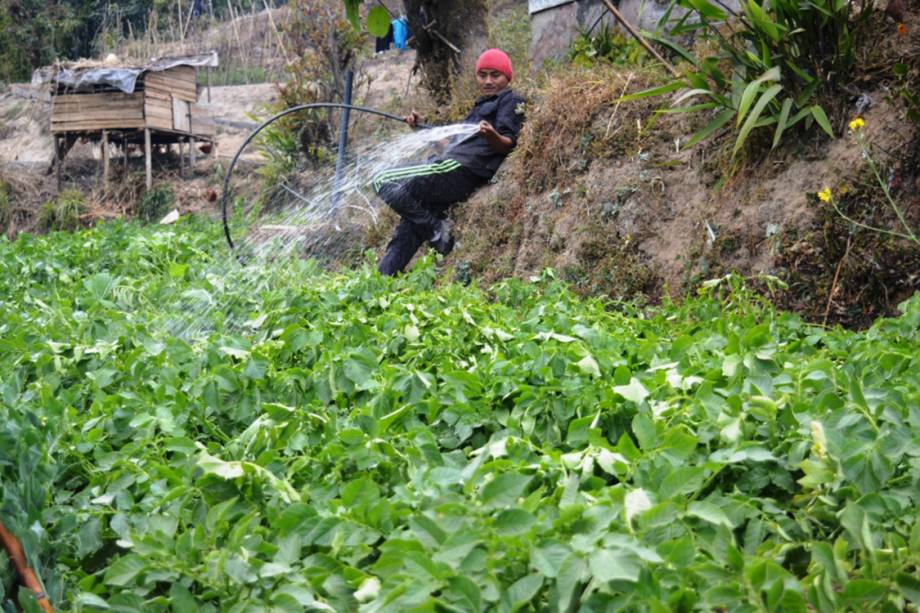 Fazendeiro cuida de sua plantação de vegetais orgânicos no estado de Sikkim, na região indiana do Hiamalaia - 13/02/2017