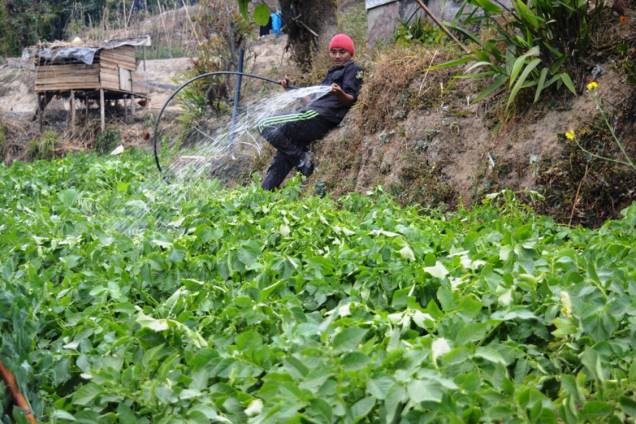 Fazendeiro cuida de sua plantação de vegetais orgânicos no estado de Sikkim, na região indiana do Hiamalaia - 13/02/2017 Fazendeiro cuida de sua plantação de vegetais orgânicos no estado de Sikkim, na região indiana do Hiamalaia - 13/02/2017