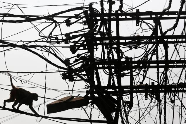 Macaco anda sobre emaranhado de fios elétricos na Velha Délhi, Índia - 09/02/2017 Macaco anda sobre emaranhado de fios elétricos na Velha Délhi, Índia - 09/02/2017