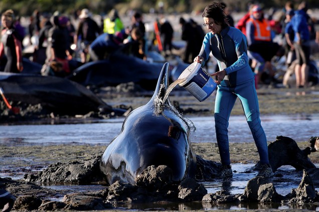 Voluntários trabalham para salvar uma das centenas de baleias que desviaram de sua rota de migração e acabaram encalhadas na praia Golden Bay, na Nova Zelândia - 10/02/2017