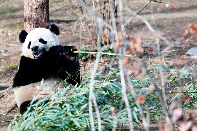 Panda Bao Bao come bambu no zoológico nacional de Washington,DC, Estados Unidos. O panda será transferido para a China em breve  - 16/02/2017