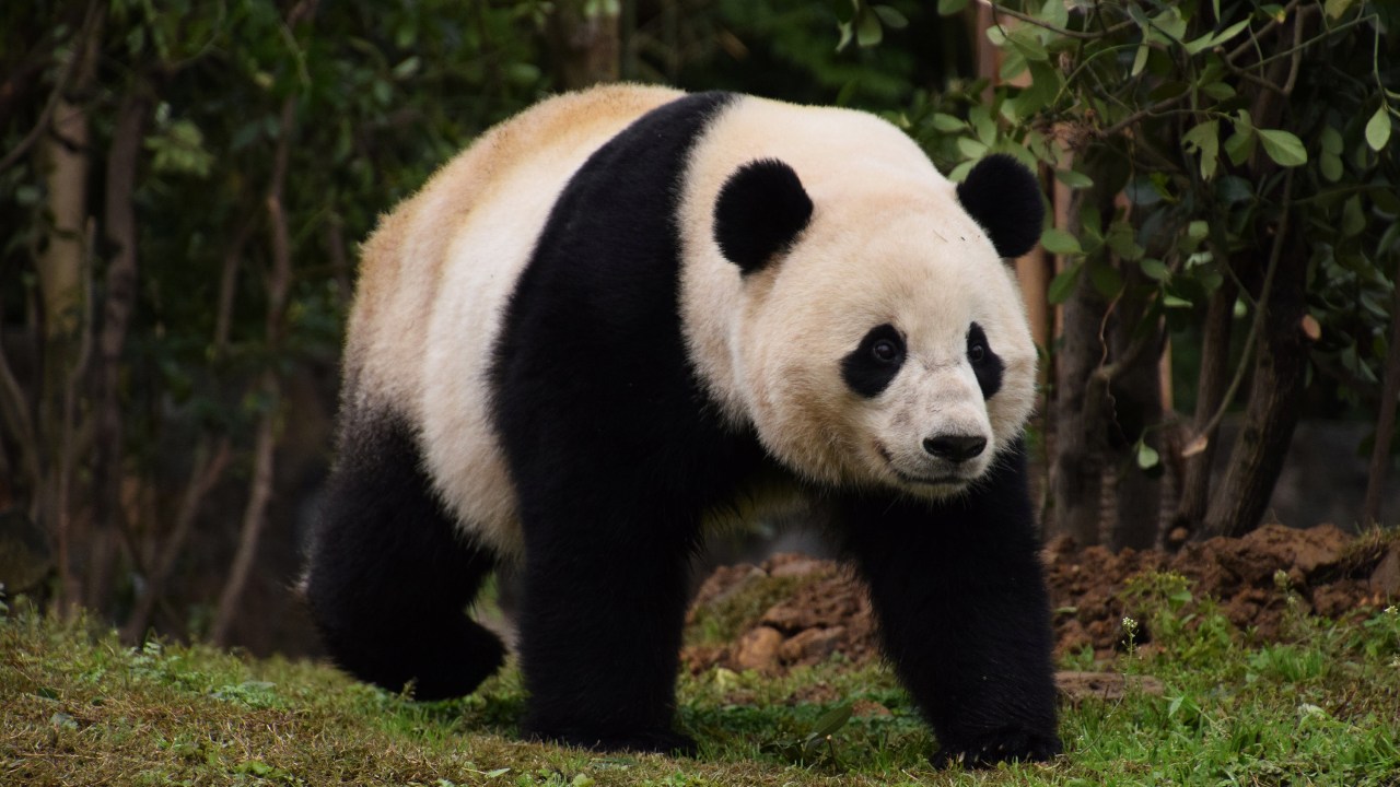 Imagens do dia - Panda nascido nos Estados Unidos se muda para a China