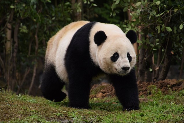O panda-gigante Bao Bao, nascida nos Estados Unidos chega em sua nova casa, em Chengdu, na província de Sichuan, na China - 23/02/2017