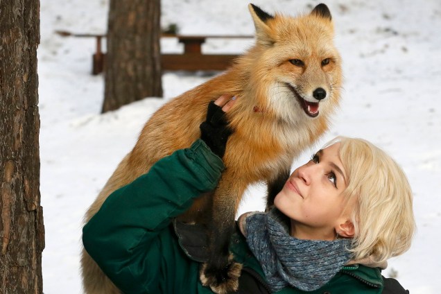 Funcionária do zoológico de Krasnoyarsk, na Sibéria realiza um programa de treinamento de domesticação com uma raposa vermelha de 11 meses para pesquisa e interação do animal com os visitantes do zoológico - 08/02/2017