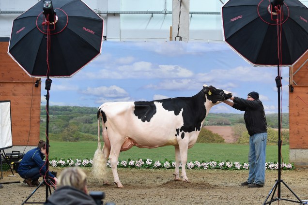 Vaca recebe os últimos retoques antes de ser fotografada durante o concurso de beleza para vacas "Schau der Besten" em Verden an der Aller, noroeste da Alemanha - 23/02/2017