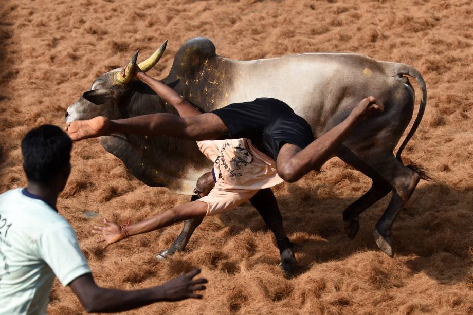 Homem é derrubado por um touro durante o Jallikattu, uma espécie de tourada tradicional realizada na vila de Palamedu, sul da Índia - 09/02/2017