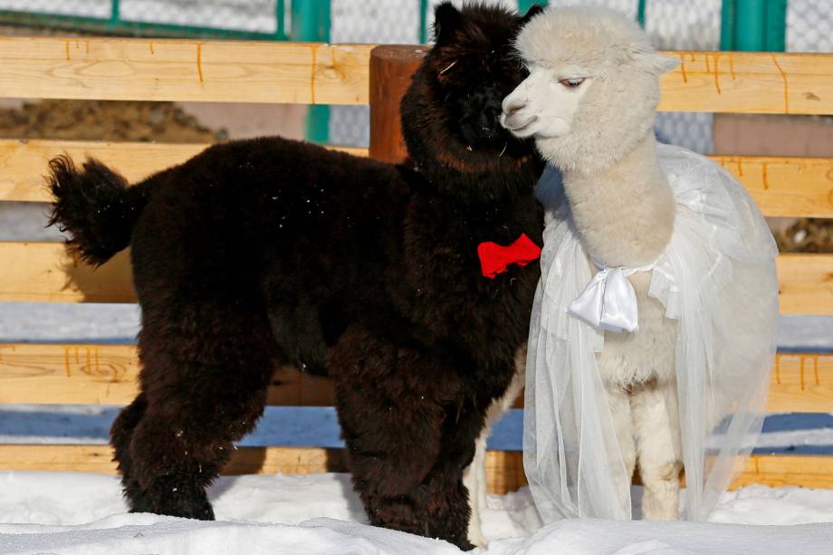 As alpacas, Romeo e Juliette, são fotografadas em seu recinto no zoológico de Krasnoyarsk, na Rússia durante celebrações do dia de São Valentim, data dá nome ao Dia dos Namorados em muitos países - 14/02/2017