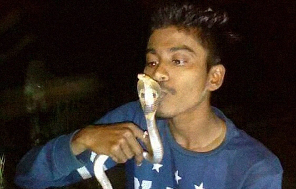 Indiano resgata cobra e, ao beijá-la, é picado e morre