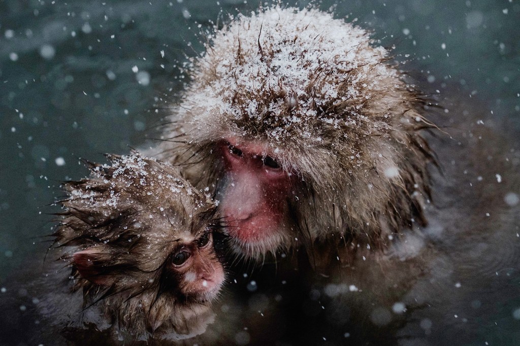Macaco-japonês da neve