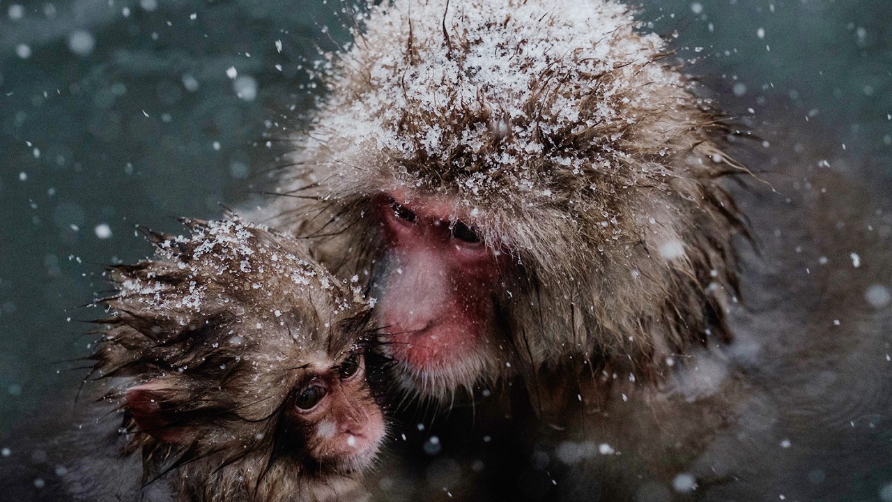 Macaco-japonês da neve