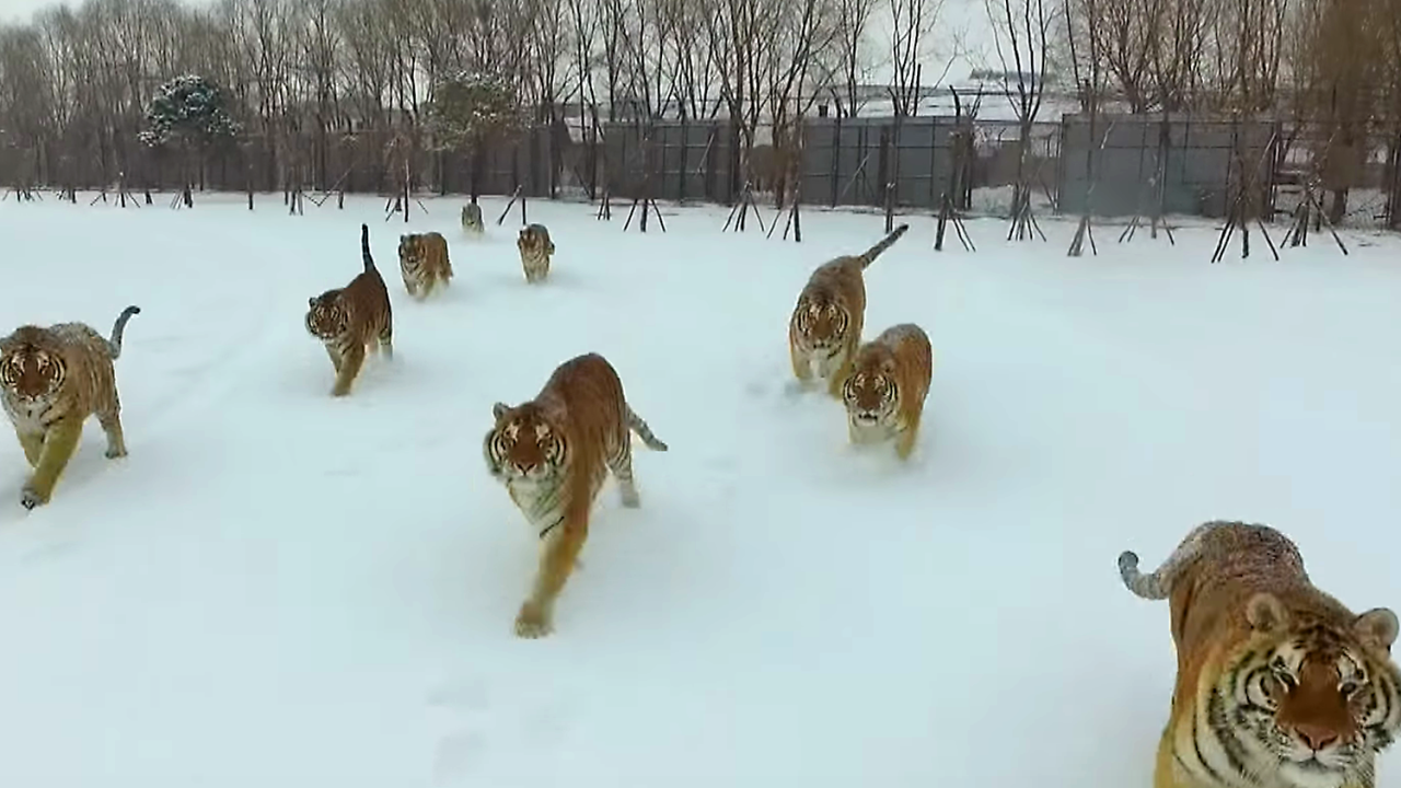 Tigres siberianos perseguem drone