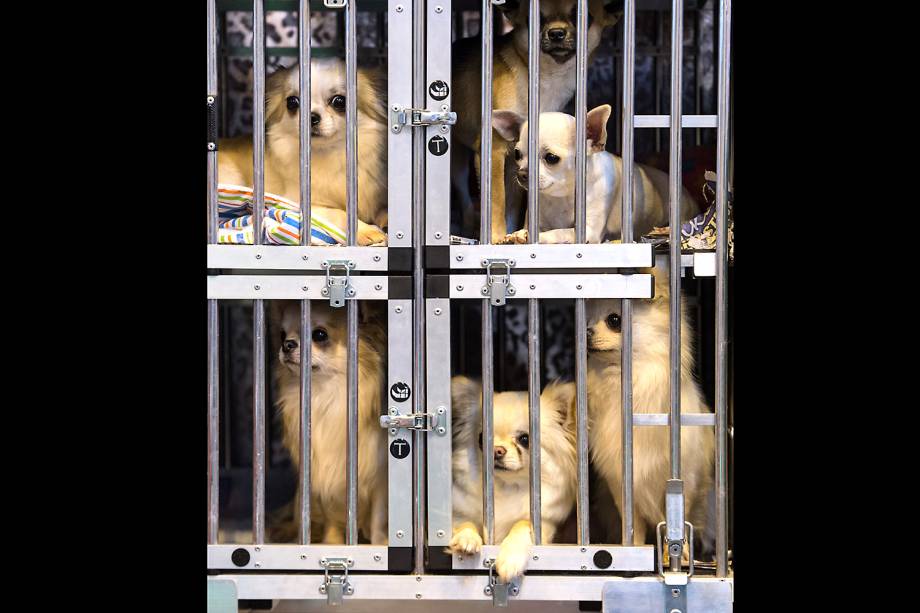 Chiuauas ficam presos em gaiolas antes de serem expostos no Crufts Dog Show em Birmingham, Inglaterra - 10/03/2017