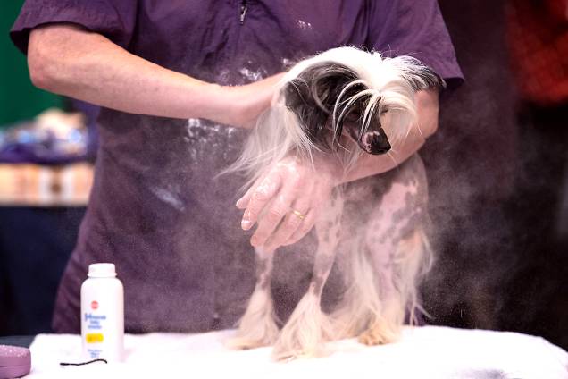 Homem passa talco em Cão de Crista Chinês em um dos maiores eventos de exposição de cães do mundo, o Crufts Dog Show em Birmingham, Inglaterra - 10/03/2017 Homem passa talco em Cão de Crista Chinês em um dos maiores eventos de exposição de cães do mundo, o Crufts Dog Show em Birmingham, Inglaterra - 10/03/2017