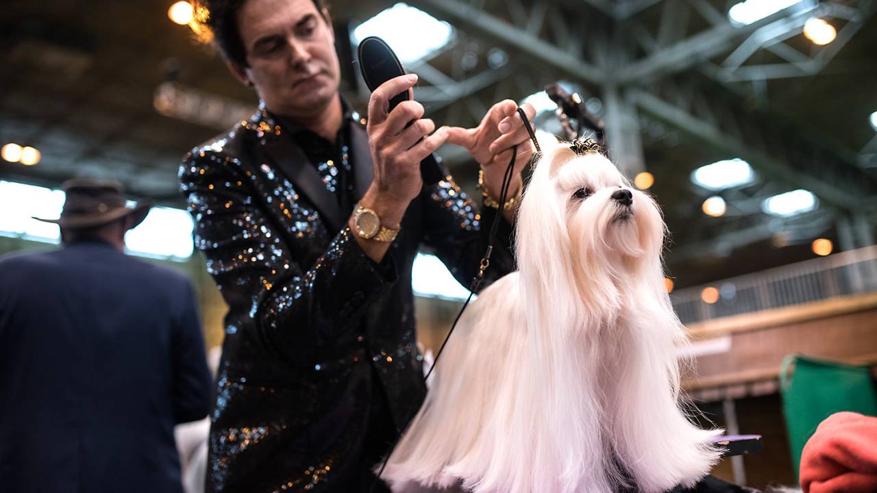 Crufts Dog Show 2017