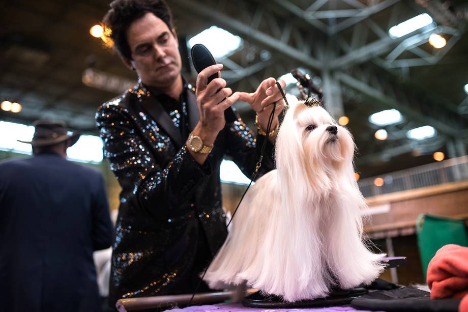 Homem penteia um cão Maltês no segundo dia do Crufts Dog Show no National Exhibition Centre em Birmingham, Inglaterra - 10/03/2017