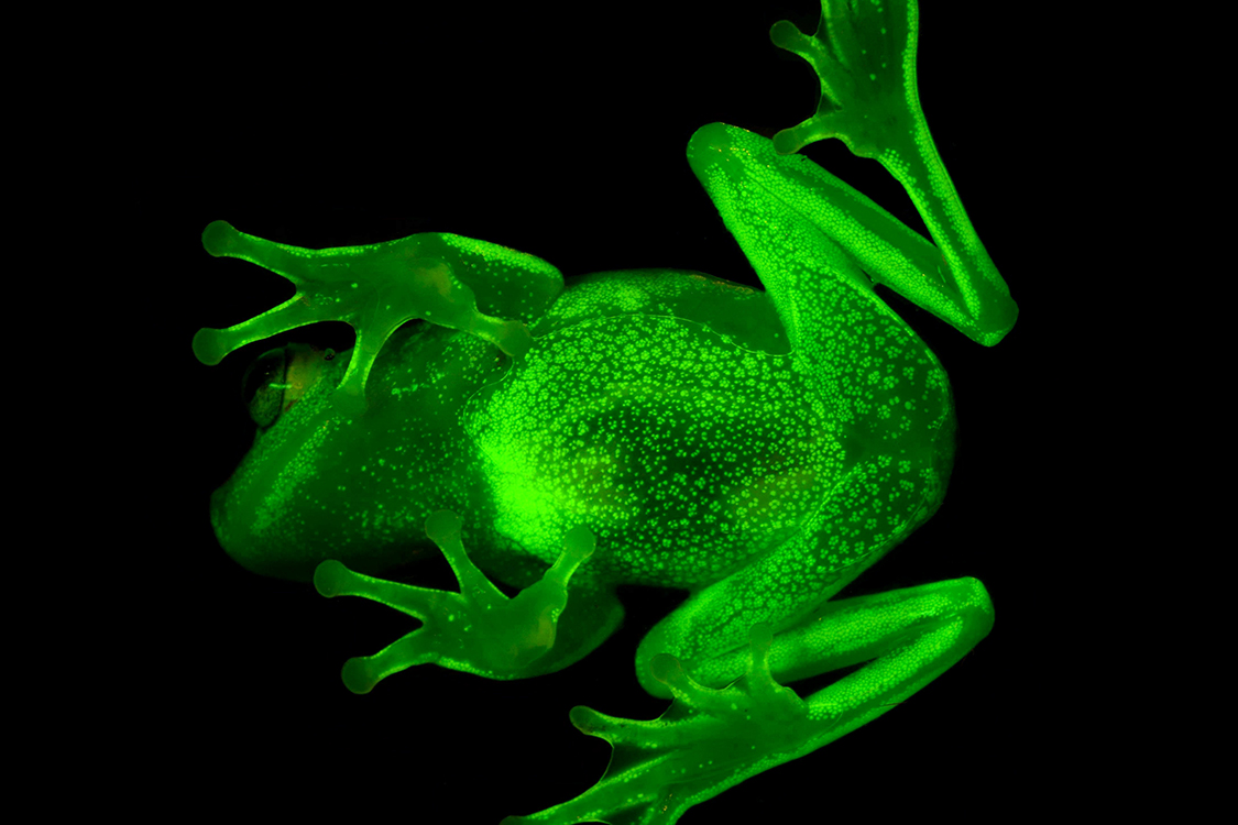 Cientistas descobrem a primeira rã fluorescente | VEJA