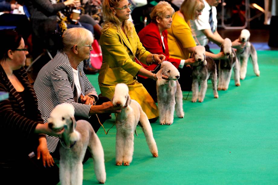 Bedlington Terriers são enfileirados para avaliação durante o Crufts Dog Show em Birmingham, Inglaterra - 09/03/2017