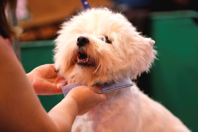 Cão da raça West Highland Terrier é penteado durante o primeiro dia do Crufts Dog Show, uma das maiores exposições de cães do mundo, em Birmingham na Inglaterra - 09/03/2017 Cão da raça West Highland Terrier é penteado durante o primeiro dia do Crufts Dog Show, uma das maiores exposições de cães do mundo, em Birmingham na Inglaterra - 09/03/2017