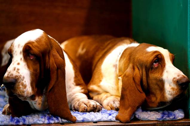 Basset Hounds durante o primeiro dia do Crufts Dog Show em Birmingham, Inglaterra - 09/03/2017 Basset Hounds durante o primeiro dia do Crufts Dog Show em Birmingham, Inglaterra - 09/03/2017