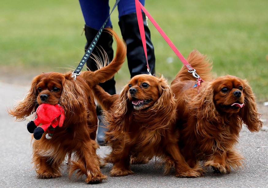 Cães chegam para o segundo dia do Crufts Dog Show em Birmingham, Inglaterra - 10/03/2017