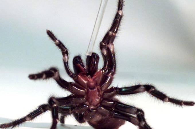 Hadronyche infensa, aranha australiana venenosa