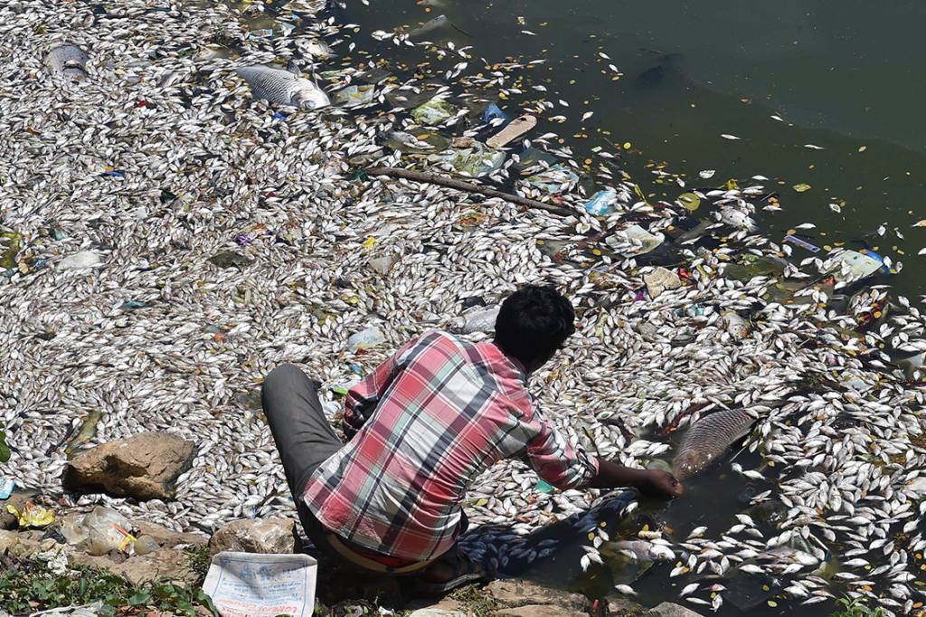 Homem pega peixes mortos no lago Ulsoor, em Bangalore, Índia