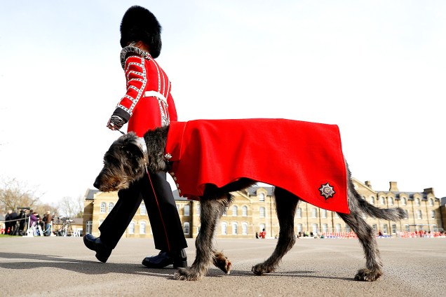 Membro da Guarda Irlandesa caminha com seu mascote, um lébrel irlandês chamado Domhnall, durante a visita de Kate Middleton e do Príncipe William no dia de São Patrício, em Londres, Inglaterra - 17/03/2017