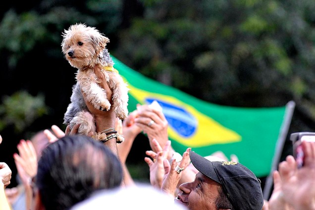 Na Avenida Paulista, um manifestante levou seu cão a um dos protestos organizados pelos movimentos "Vem Pra Rua" e  MBL (Movimento Brasil Livre), que aconteceram neste domingo pelo Brasil