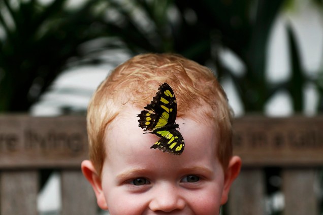 Borboleta pousa na testa de garotinho que visitava a exibição "Sensational Butterflies", no museu de Londres