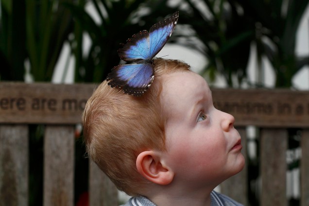 Borboleta pousa na testa de garotinho que visitava a exibição "Sensational Butterflies", no museu de Londres