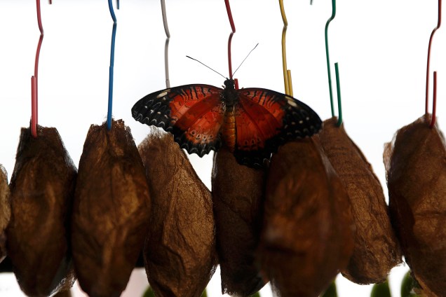 Museu de História Natural de Londres exibe a "Sensational Butterflies", que marca a chegada da primavera no hemifério norte